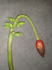 Male Flower and Fruit2